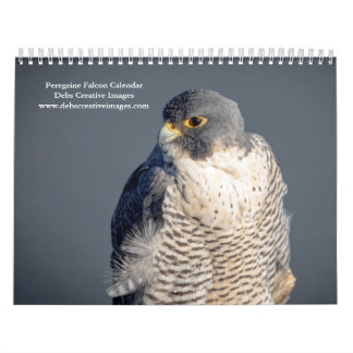 2027 Peregrine Falcon | World's Fastest Bird Calendar