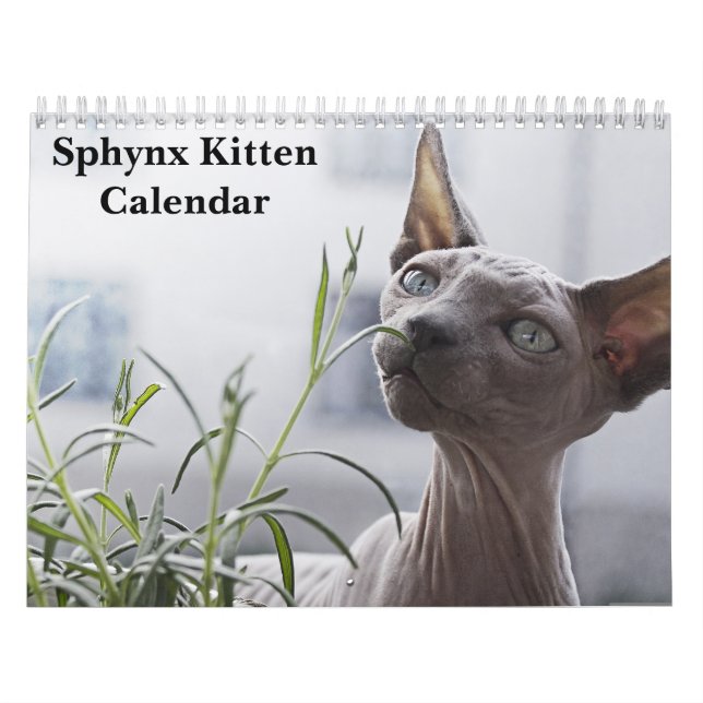 2027 Sphynx Kitten Calendar (Cover)