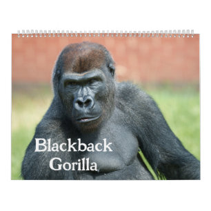 2027 Timeless Lope Blackback Gorilla Calendar