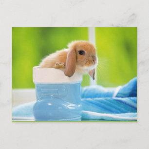 20_baby_animals (4) BABY BUNNY RABBIT blue greens Postcard