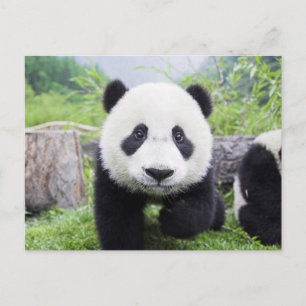 20_baby_animals (9) CUTE PANDA CUB WILD ANIMALS Postcard