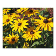 20"x16" Black-eyed Susans