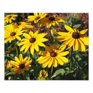 20"x16" Black-eyed Susans Photo Print