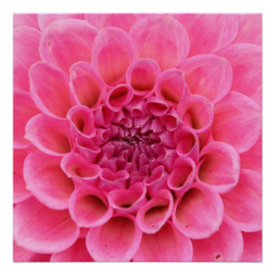 20"x20", Poster Paper (Semi-Gloss) Pink Flower