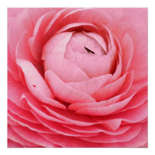 20"x20", Poster Paper (Semi-Gloss) Pink Flower