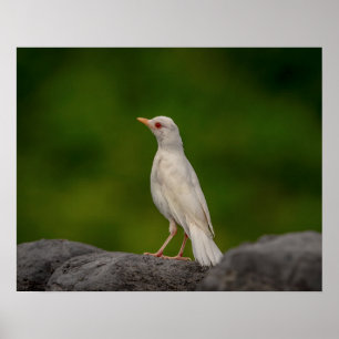 20x16 Albino Robin in Crown Point Poster