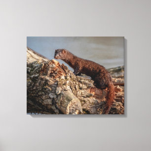 20x16 American Mink Canvas Print