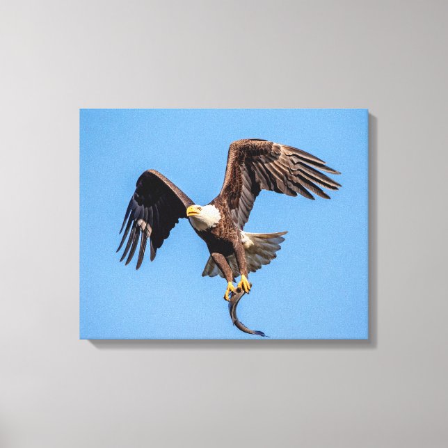20x16 Bald Eagle with a fish Canvas Print (Front)