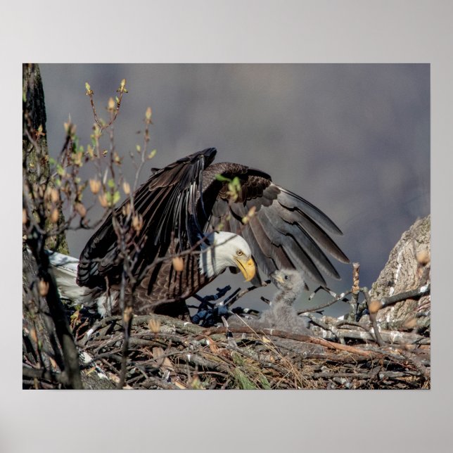 20x16 Bald Eagle with her baby Poster (Front)