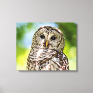 20x16 Barred Owl Canvas Print