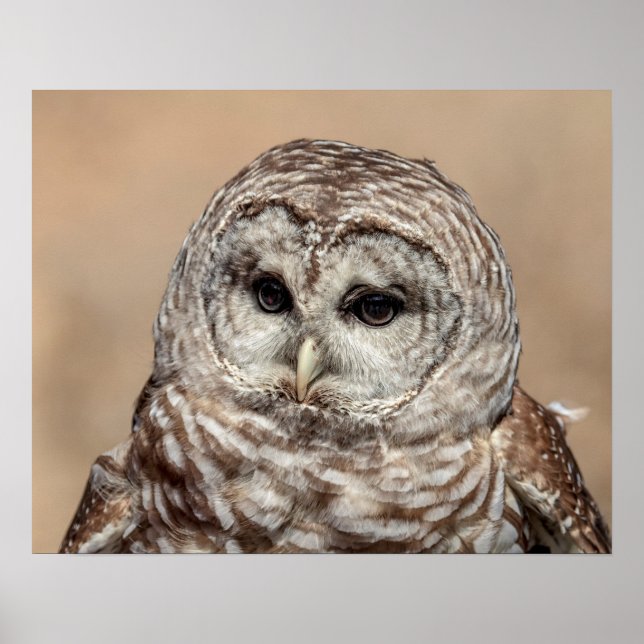 20x16 Barred Owl Poster (Front)