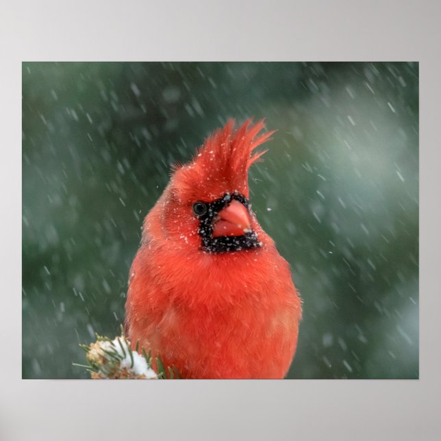 20x16 Cardinal in a pine tree during a snow storm Poster (Front)