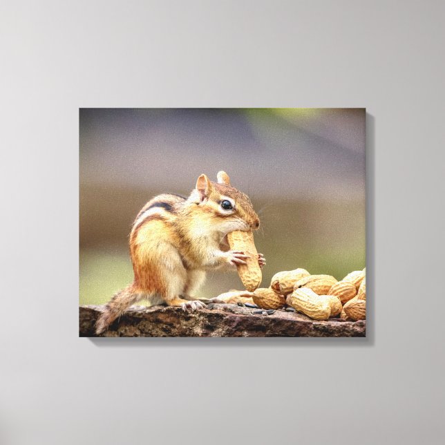 20x16 Chipmunk eating a peanut Canvas Print (Front)