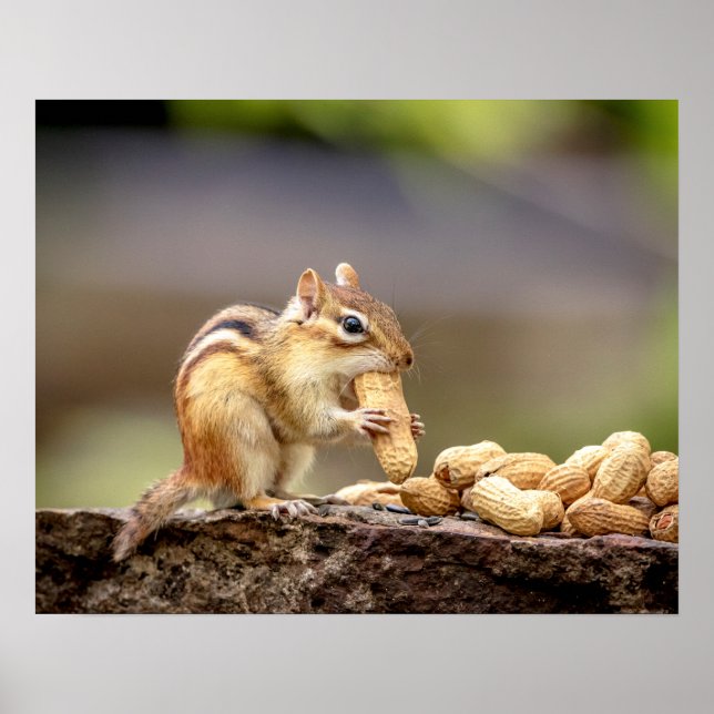 20x16 Chipmunk eating a peanut Poster (Front)