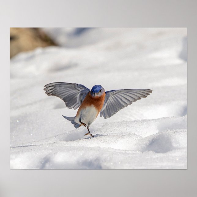 20x16 Eastern Bluebird dancing in the snow Poster (Front)