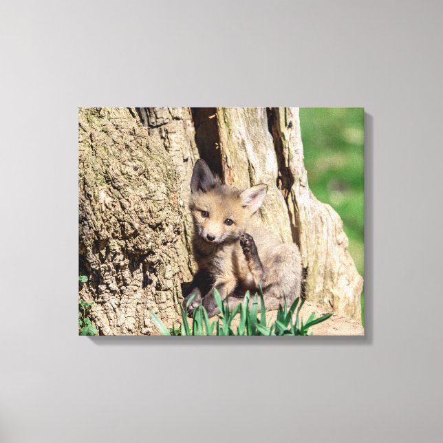 20x16 Fox Kit in the Hudson Valley Canvas Print (Front)