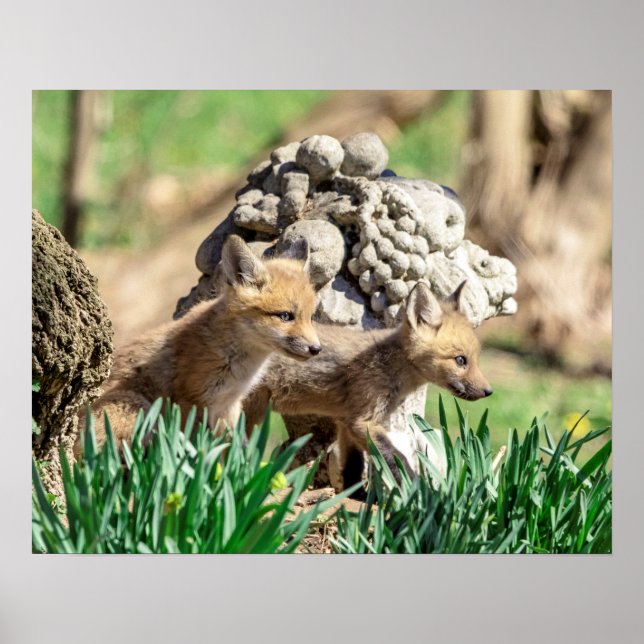 20x16 Fox Kits in the Hudson Valley Poster (Front)