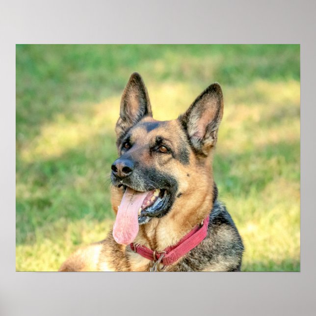 20x16 German Shepard Poster (Front)