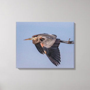 20x16 Great Blue Heron in flight Canvas Print