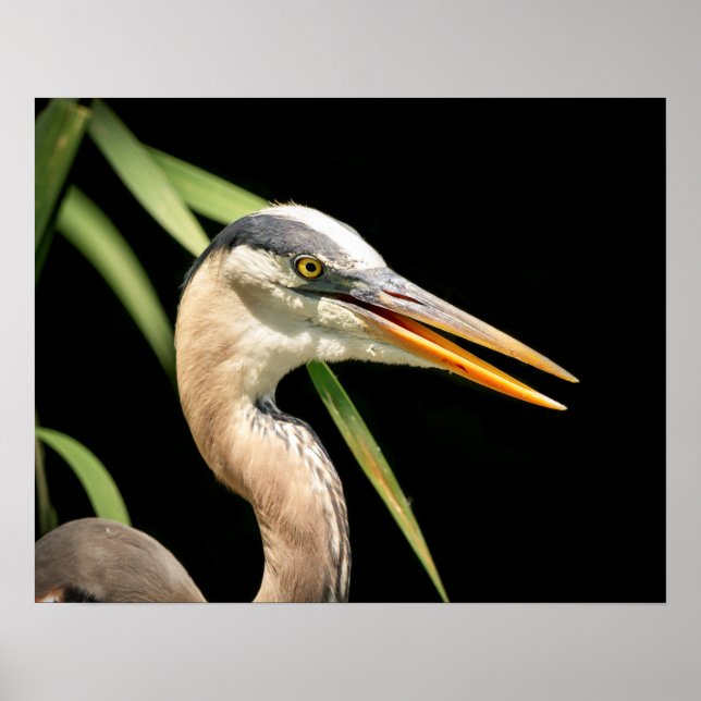 20x16 Great Blue Heron Poster (Front)