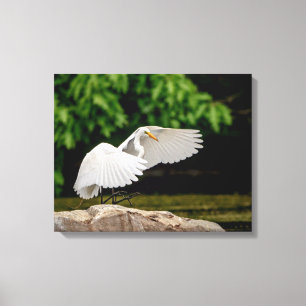 20x16 Great Egret Canvas Print