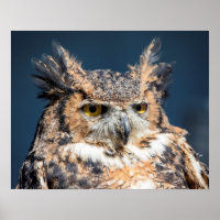 20x16 Great Horned Owl Portrait
