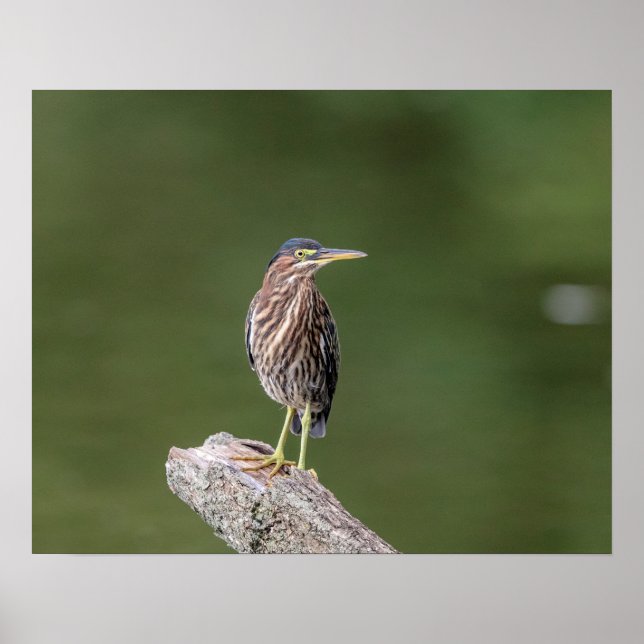 20x16 Green Heron on a log Poster (Front)