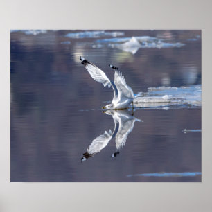 20x16 Gull Reflections Poster