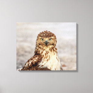 20x16 Immature Red-Tailed Hawk on the ground Canvas Print