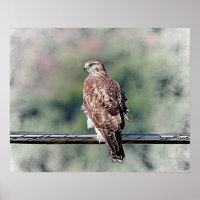 20x16 Immature Red Tailed Hawk