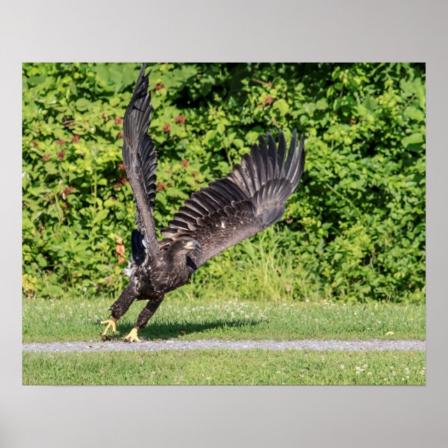 20x16 Juvenile Bald Eagle Poster (Front)