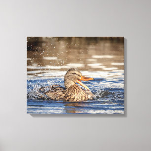 20x16 Mallard Duck at Downing Park Canvas Print