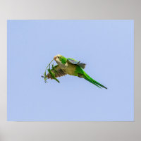 20x16 Monk Parakeet in the Rio Grande Valley