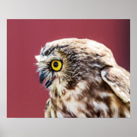 20x16 Northern Saw-Whet Owl Portrait