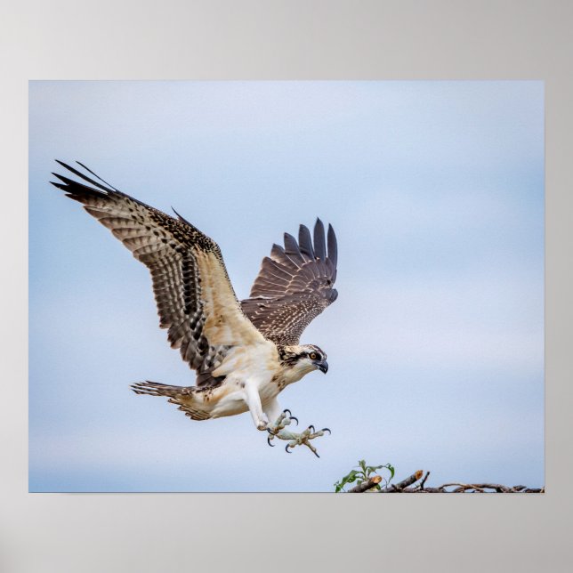 20x16 Osprey landing in the nest Poster (Front)