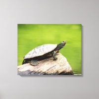 20x16 Painted Turtle on a log