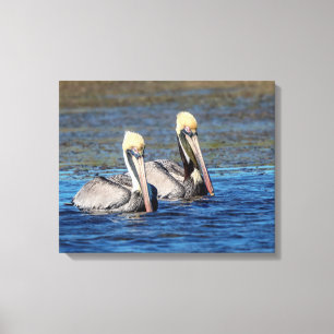 20x16 Pair of Pelicans Canvas Print