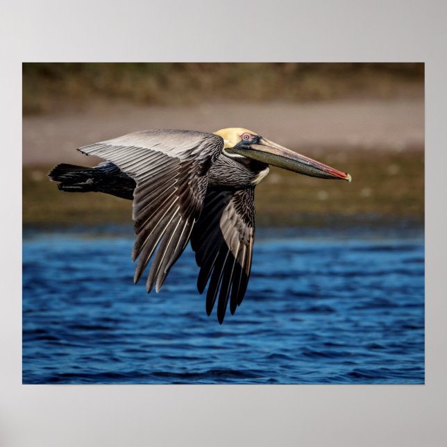 20x16 Pelican in flight Poster (Front)
