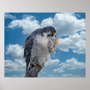 20x16 Peregrine Falcon along the Hudson River Poster