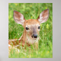 20x16 Portrait of a Fawn (white-tailed deer)