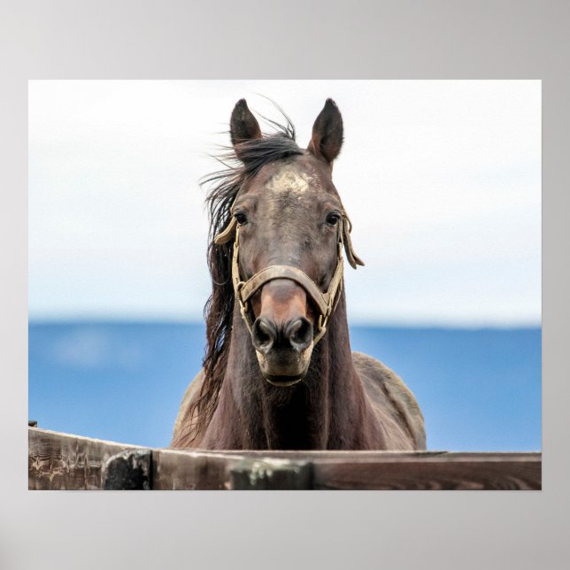 20x16 Portrait of a horse Poster (Front)