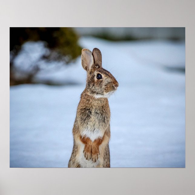 20x16 Rabbit in the snow Poster (Front)