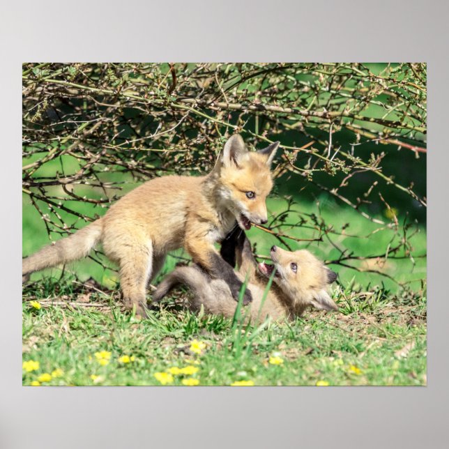 20x16 Red Fox Kits Playing Poster (Front)