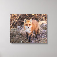 20x16 Red Fox up close and personal