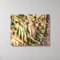 20x16 Red Shouldered Hawk in a tree