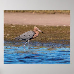 20x16 Reddish Egret on North Beach Poster