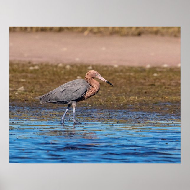 20x16 Reddish Egret on North Beach Poster (Front)