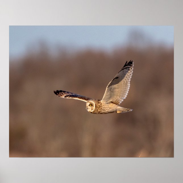 20x16 Short-eared owl in flight Poster (Front)