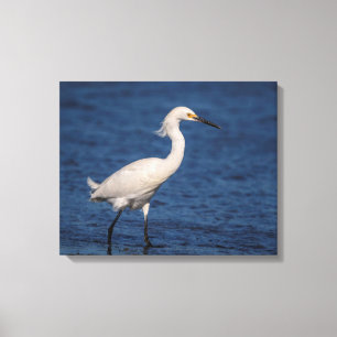 20x16 Snowy Egret on North Beach Canvas Print