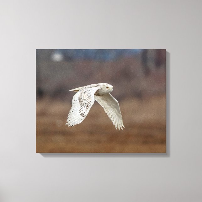 20x16 Snowy owl in flight Canvas Print (Front)